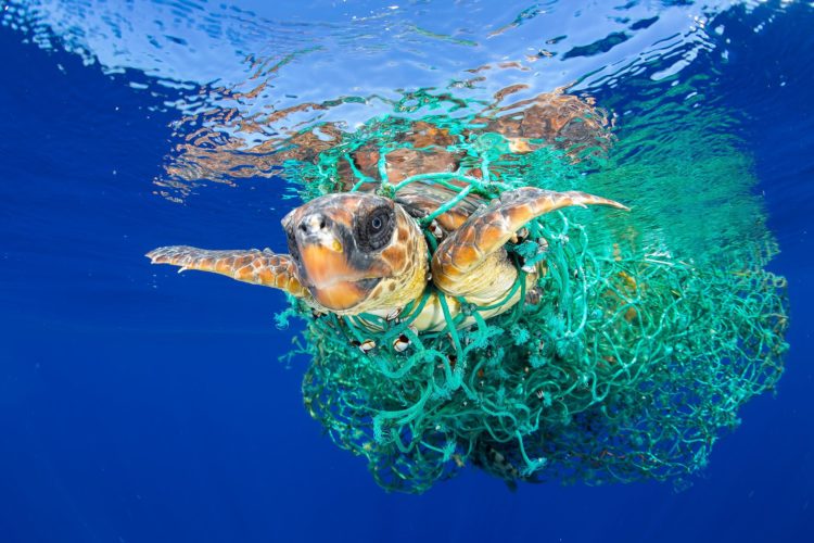 Turtle stuck in fisherman's net